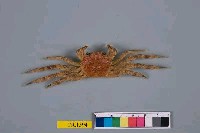 藏品(日本絨螯蟹)的圖片